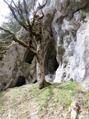 Mehrere Höhlen und ein Bergahornbaum davor
