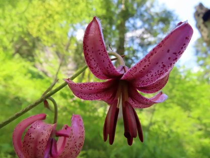 Purpurrote Blüten der Türkenbundlilie