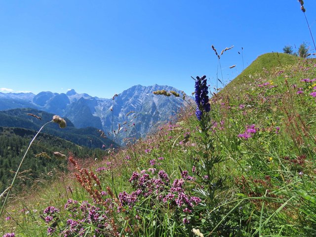 Bunte Bergblumenwiese in wilder Bergwelt 