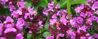 Mehrere Thymianblüten