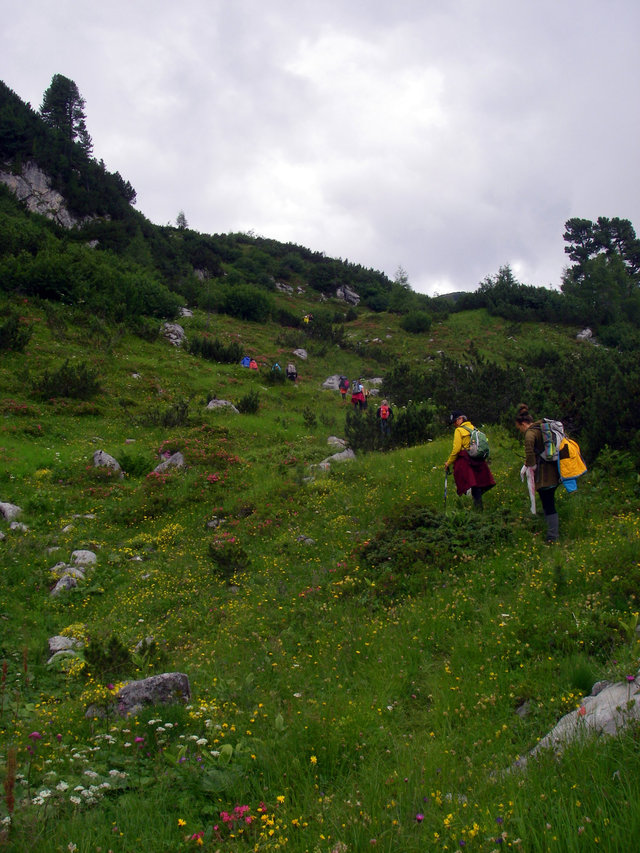 Bergwandergruppe in wildkräuterreicher Berglandschaft